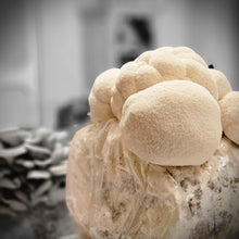 Load image into Gallery viewer, Grow at home kit- Halloween Edition