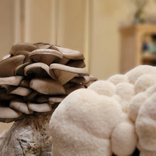 Load image into Gallery viewer, Grow at home kit- Halloween Edition