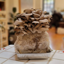 Load image into Gallery viewer, Grow at home kit- Halloween Edition