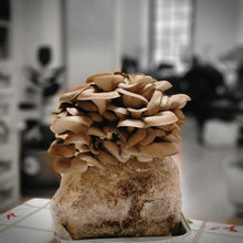 Load image into Gallery viewer, Blue oyster fullcirclemushrooms