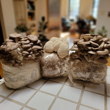 Load image into Gallery viewer, Grow at home kit- Halloween Edition