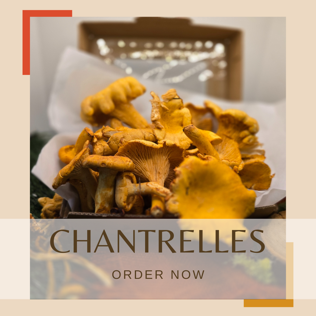 Chanterelles 1/2lb