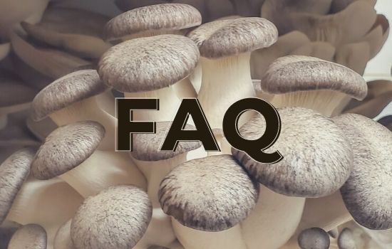 FAQ's all about mushrooms